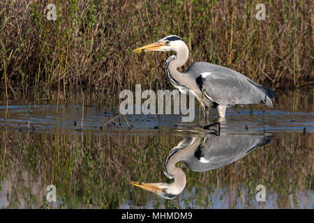 Airone cinerino (Ardea cinerea) con un piccolo pesce pescato nel suo disegno di legge su un inizio di mattina con perfetto riflesso in acqua ancora Foto Stock