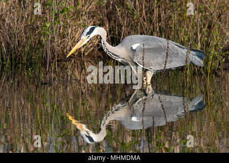 Airone cinerino (Ardea cinerea) intensamente la visione di un pesce underwater prima di colpire. Prese su un inizio di mattina con perfetto riflesso in acqua ancora Foto Stock