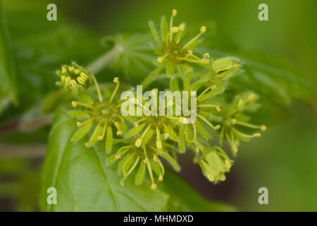 Fioritura acero campestre (Acer campestre) albero con foglie fresche Foto Stock