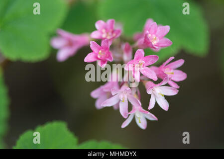 Fioritura di ribes (Ribes sanguineum) Fiori Foto Stock