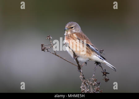 Femmina Linnet comune (Linaria cannabina) appollaiata su una pianta morta stelo Foto Stock