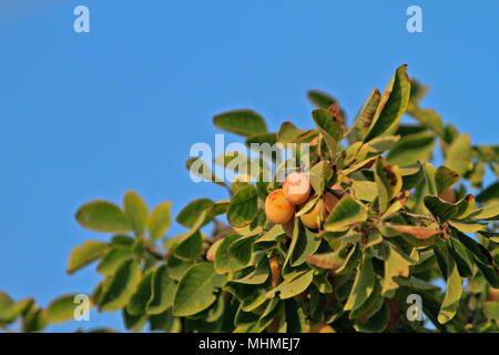 Prugna ramo di albero Foto Stock