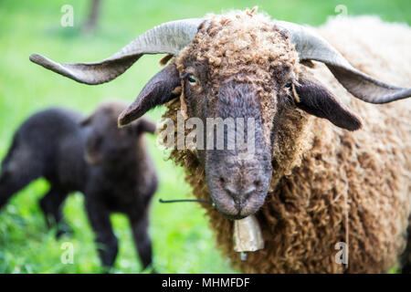 Curly Fur pecora con collo in campana verde azienda svizzera Foto Stock