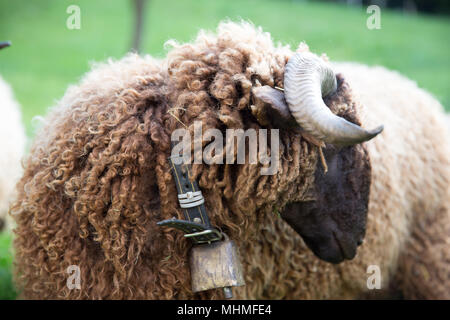 Curly Fur pecora con collo in campana verde azienda svizzera Foto Stock