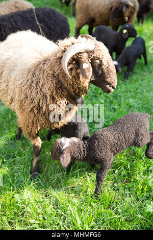 Curly Fur pecora con collo in campana verde azienda svizzera Foto Stock