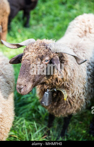 Curly Fur pecora con collo in campana verde azienda svizzera Foto Stock