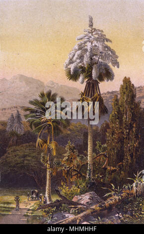 CORYPHA UMBRACULIFERA Foto Stock