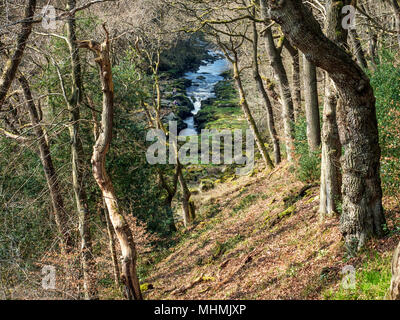 L 'hotel Astrid sul fiume Wharfe visto attraverso gli alberi in legno 'hotel Astrid a Bolton Abbey North Yorkshire, Inghilterra Foto Stock