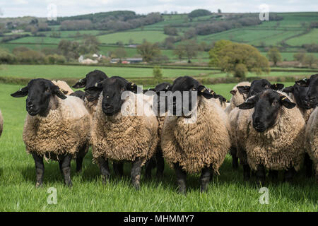 Suffolk rams ovini Foto Stock