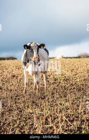 Singola vacca da latte in un campo Foto Stock