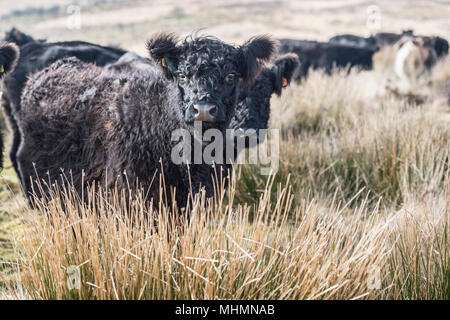 Aberdeen Angus x highland bovini Foto Stock