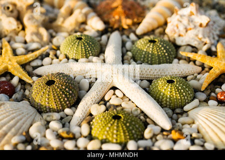 Ricci di mare, conchiglie e modello di stella di mare con spiaggia di ciottoli Foto Stock