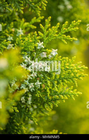 Thuja rami con piccoli coni di verde naturale sfondo macro Foto Stock