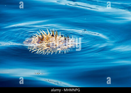 Coundou gonfiato mongolfiere pesce palla Foto Stock