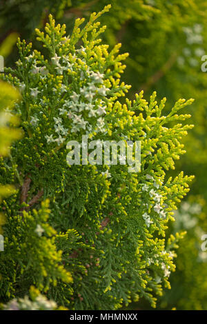 Thuja rami con piccoli coni di verde naturale sfondo macro Foto Stock