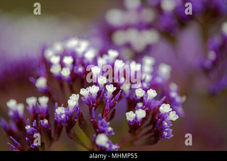 Piccola viola e bianco Limonium fiori naturali backgroun macro Foto Stock