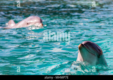 Dolphin close up ritratto mentre guardando a voi Foto Stock