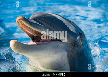 Dolphin close up ritratto mentre ti guarda mentre sorridente Foto Stock