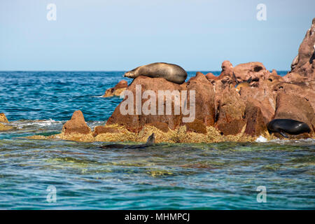 La guarnizione sea lion family restying sulle rocce Foto Stock