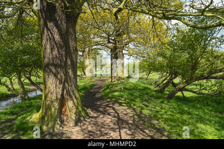 Alberi di germogliazione di foglie di primavera e i campi di erba di fianco ad un sentiero sulla luminosa mattina di primavera nelle zone rurali a Beverley, Yorkshire, Regno Unito Foto Stock