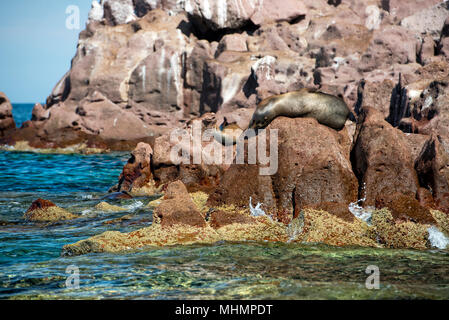 Los islotes messico espiritu santu isola sea lion retreat Foto Stock