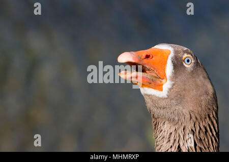 Goose isolato close up ritratto Foto Stock