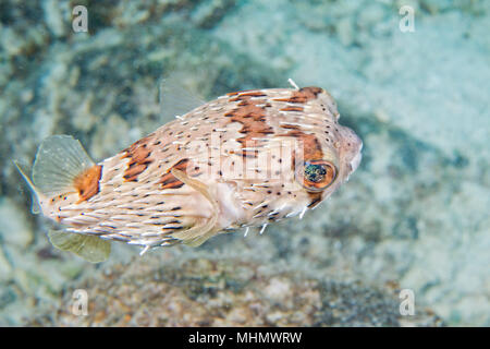 Box pesci di barriera corallina sullo sfondo Foto Stock