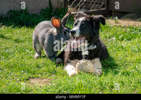 Coniglio coniglio e cane giocare insieme Foto Stock