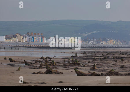 Foreste preistoriche nei pressi di Borth, Ceredigion, West Wales. Nel 2014 dopo la tempesta strippati via sabbia rivelando l'antico sito, circa 4,5 a 6K Yrs vecchio. Foto Stock