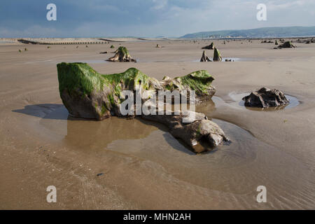 Foreste preistoriche nei pressi di Borth, Ceredigion, West Wales. Nel 2014 dopo la tempesta strippati via sabbia rivelando l'antico sito, circa 4,5 a 6K Yrs vecchio. Foto Stock