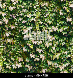 Seamless verde scuro parete di edera pattern. Boccola esterna nel parco. Foto Stock