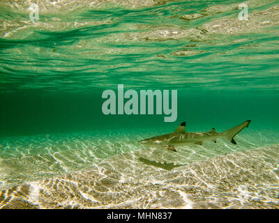 Navini Island, Isole Figi; baby Blacktip squali di barriera Foto Stock