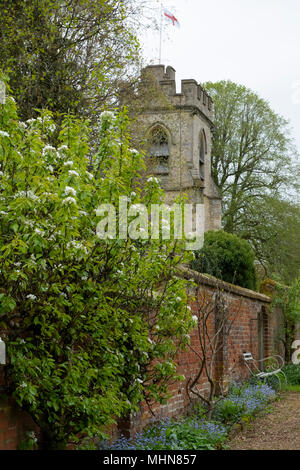 Pera Blossom (Pyrus communis) vicino alla chiesa di St. Michael per motivi di Chenies Manor Gardens, Rickmansworth, Buckinghamshire, UK, Aprile Foto Stock