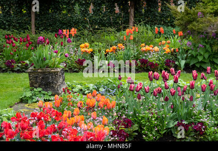 Tulipa "Rococo', Tulipa 'Annie Schilder' e Tulipa 'Slawa' nel giardino sommerso a Chenies Manor Gardens, Rickmansworth, Buckinghamshire, UK, Aprile Foto Stock