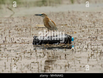 Sgarza ciuffetto Ardeola ralloides arroccato su un galleggiante la bottiglia di plastica dell'inquinamento del fiume di acqua Foto Stock