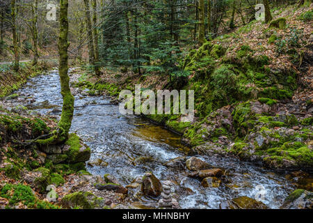 L'acqua che fluisce attraverso il muschio coperto la caduta di alberi e rocce in Schwarzwald Germania Foto Stock