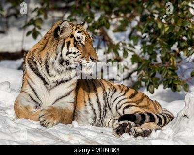 Tigre Siberiana, Panthera tigris altaica, guardando alla fotocamera durante il riposo nella foresta in inverno. Neve sulla terra, verde rhododendron bush nel Foto Stock