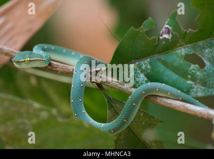 Wagler maschio o Tempio Rattlesnakes (Tropidolaemus wagleri) sat in un albero di Khao Sok il Parco Nazionale della Thailandia Foto Stock