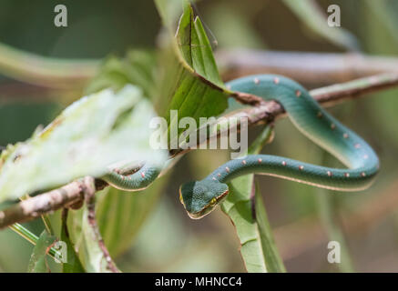Wagler maschio o Tempio Rattlesnakes (Tropidolaemus wagleri) sat in un albero di Khao Sok il Parco Nazionale della Thailandia Foto Stock