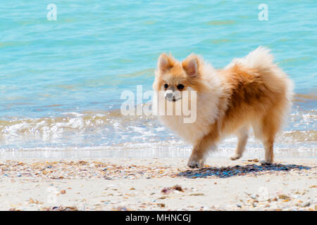 Spitz di Pomerania camminando lungo la riva del mare in un giorno di estate Foto Stock