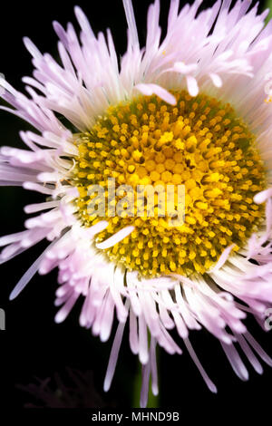 Questa primavera sbocciano fiori selvaggi è visto da vicino in una immagine di macrofotografia. Foto Stock