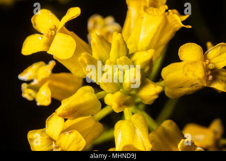 Questa primavera sbocciano fiori selvaggi è visto da vicino in una immagine di macrofotografia. Foto Stock