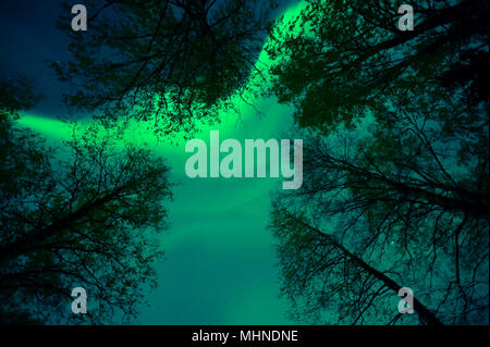 Aurora boreale corona sopra le cime degli alberi Foto Stock