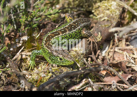 Sabbia maschio lizard (Lacerta agilis) in primavera con il verde brillante dei colori di allevamento, Surrey, Regno Unito Foto Stock