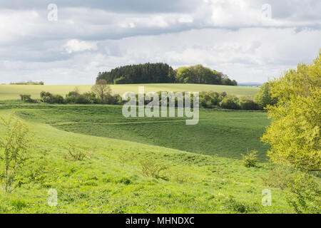 Testa di Cheesefoot viewpoint sulla South Downs modo vicino a Winchester. South Downs Parco Nazionale di paesaggio in maggio. Foto Stock