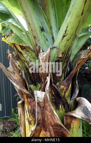 Chiudere l immagine di Ensete ventricosum, abissino di banana trunk senza foglie Foto Stock