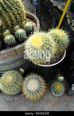 Echinocactus grusonii o comunemente noto come Golden Barrel Cactus Foto Stock