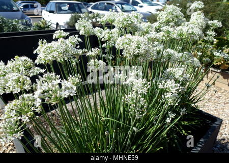 Close up della fioritura aglio erba cipollina - Allium tuberosum Foto Stock