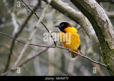 Villaggio maschio weaver (Ploceus cucullatus), noto anche come the spotted-backed o tessitore Tessitore a testa nera Foto Stock