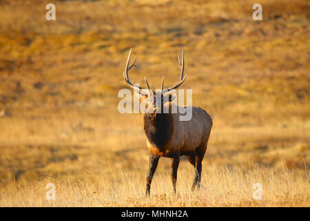 Grandi Bull elk in marrone prato in autunno Foto Stock